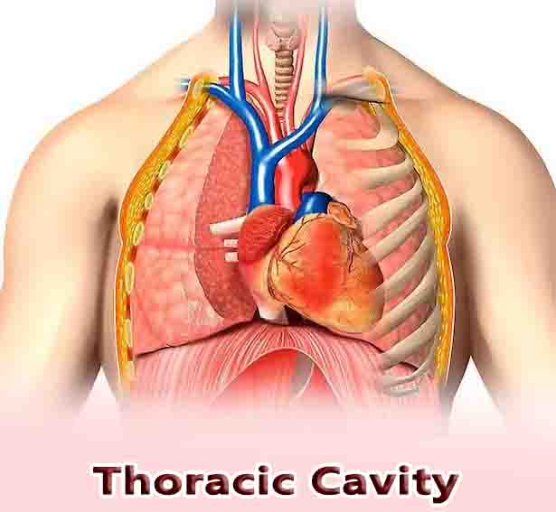 Thoracic Cavity